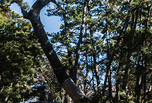 伊豆半島エリア / 4